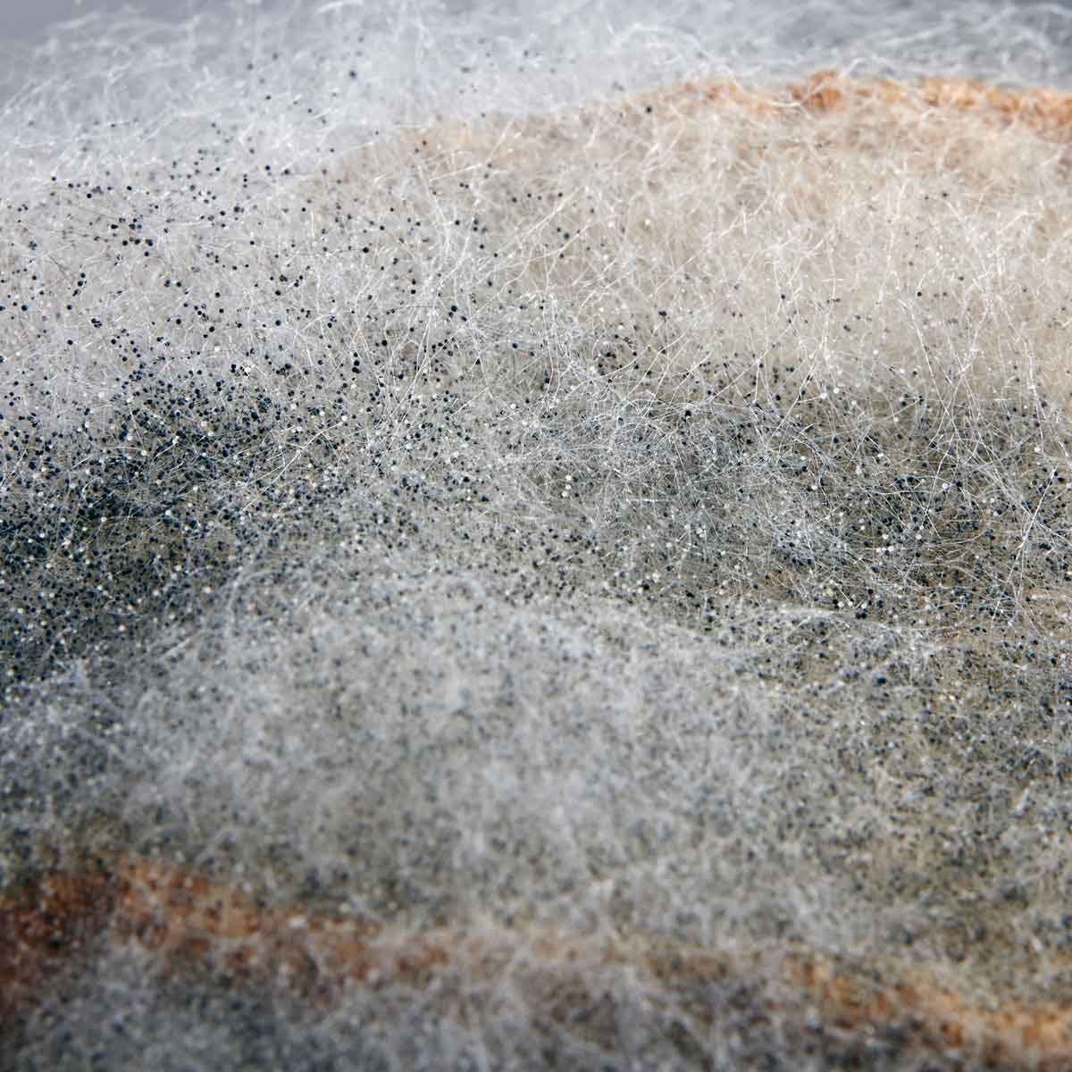 How Does Bread Get Black Mold?  Is Eating Black Bread Mold harmful?