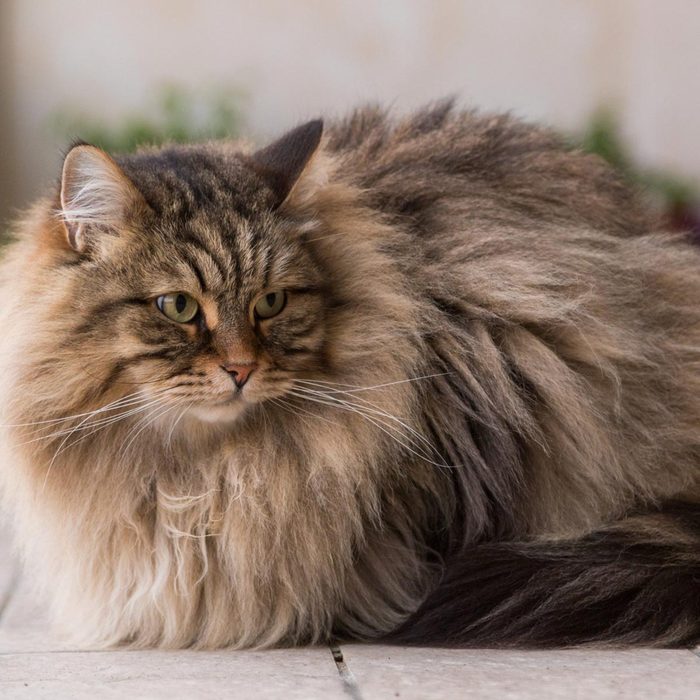 Cute long haired cat of siberian breed, furry hypoallergenic pet of livestock in relax outdoor. Adorable domestic animal