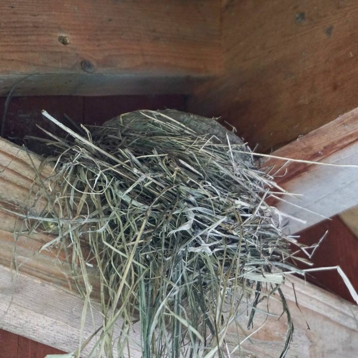 Birds nest in deck rafter