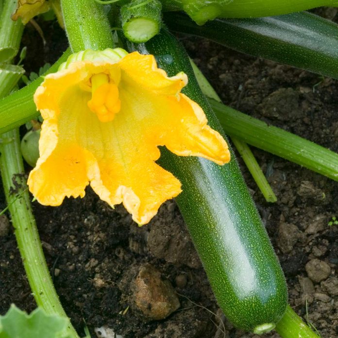 Close-up of Zucchini Flower and Fruit