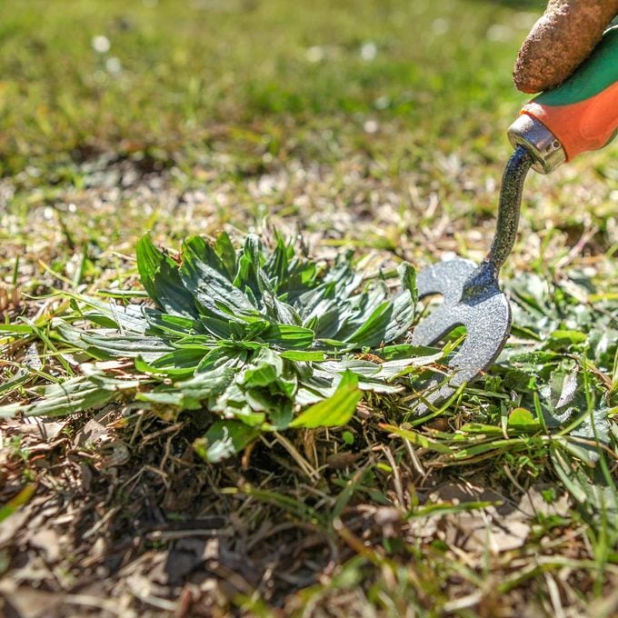 Weeding the lawn with a garden fork