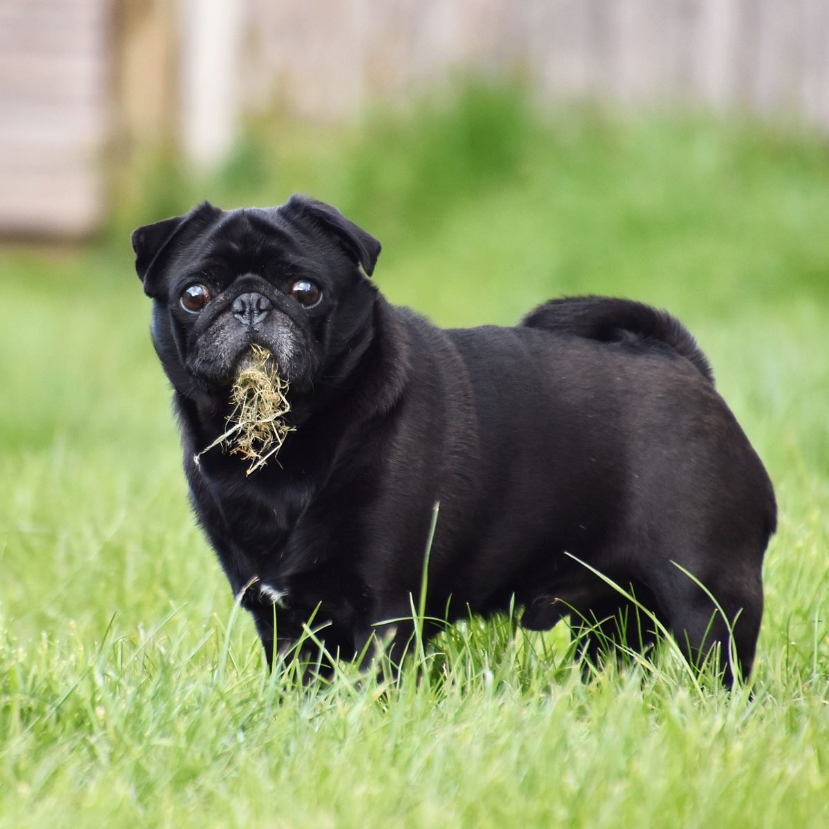 is grass okay for dogs to eat
