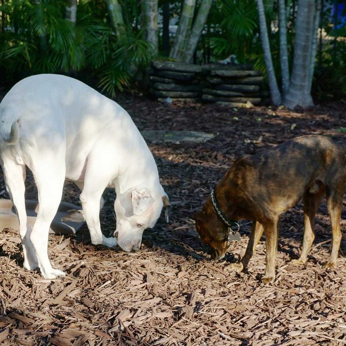 Dogs eating mulch