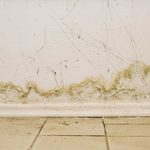 The Experts’ Guide to Preventing Mold In Basements