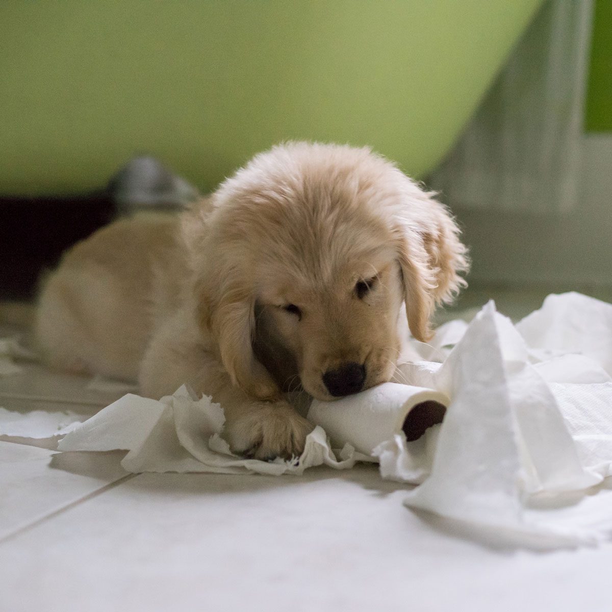 Puppy-proofing? Protect your dog — and your home