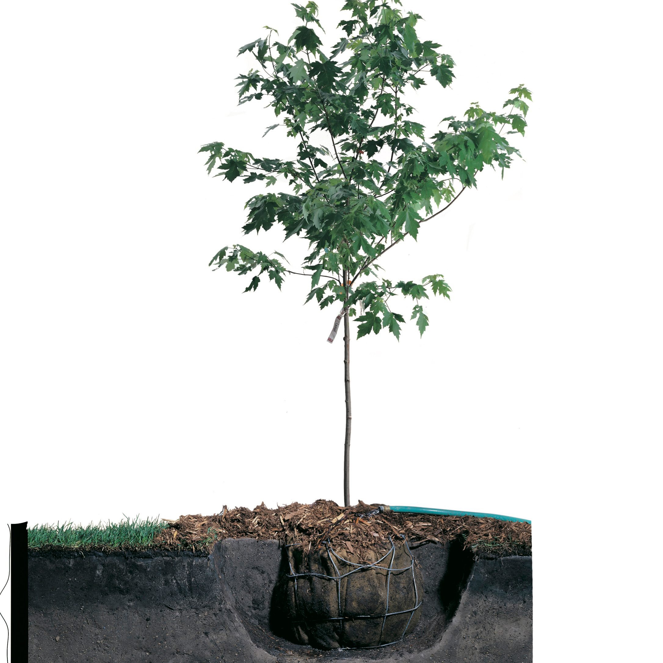 How to Plant a Maple Tree