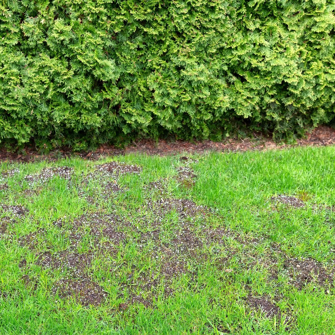  Will Grass Spread and Cover the Bare Spots in My Lawn?
