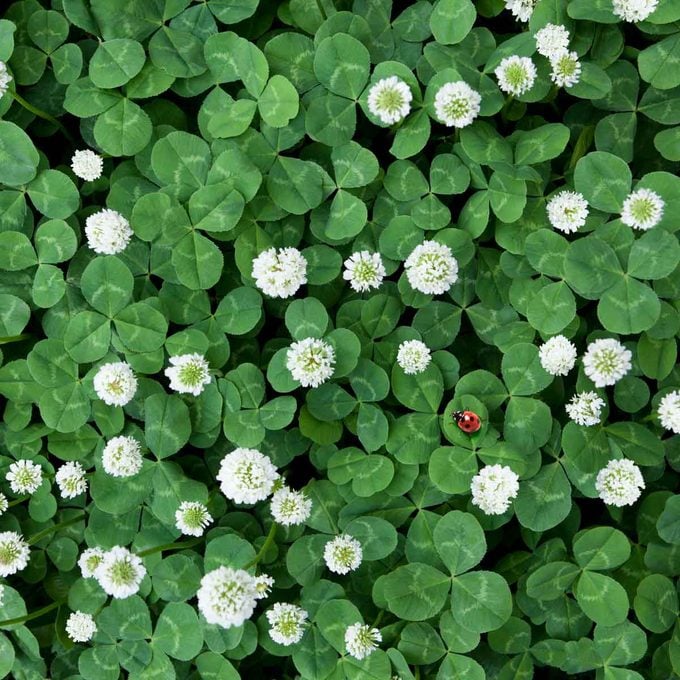 a small patch of clover leaves and blossoms