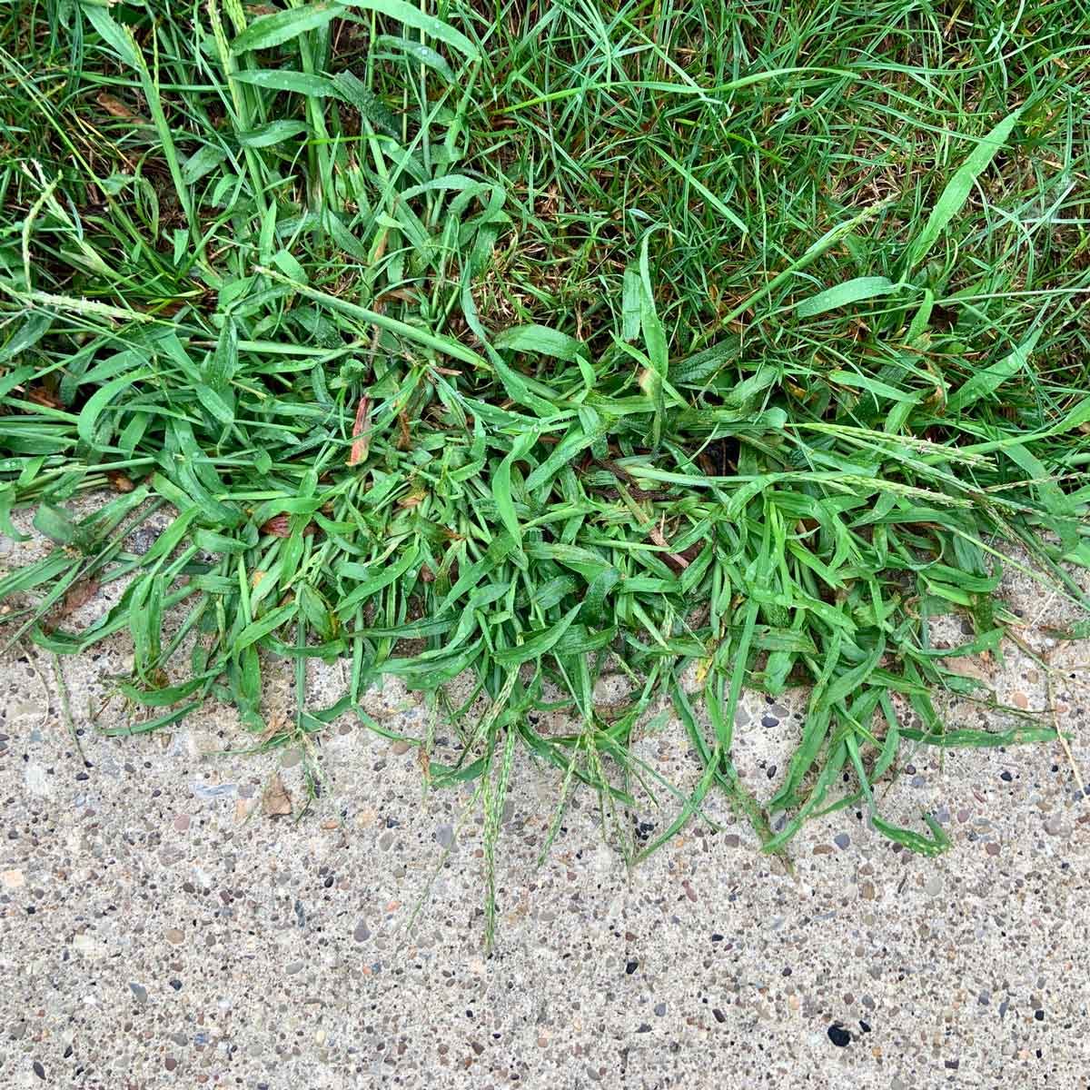 Crabgrass Gettyimages 1335390378