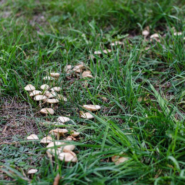 Mushroom fairy ring