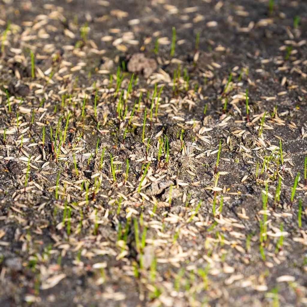 Grass seed starting to grow