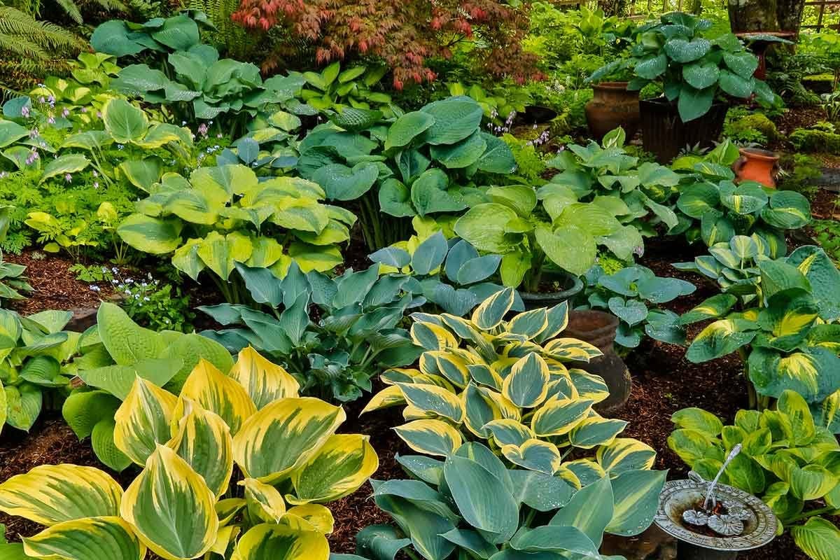 how to stop dogs from eating hostas