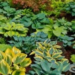 How to Keep Deer and Other Pests Away from Your Hostas