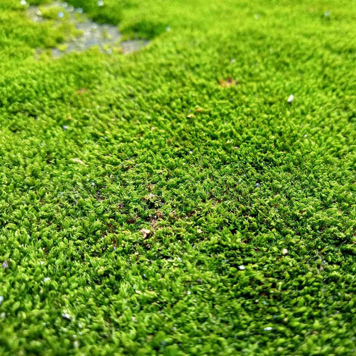 moss grass: grow it or get rid of it?