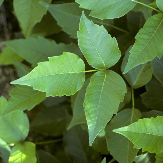 12 Invasive Plants You Don't Want In Your Yard | Family Handyman