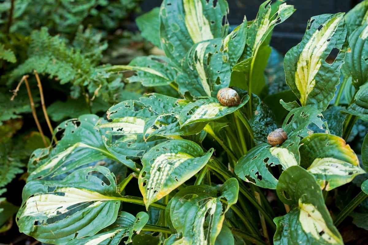  11 Common Mistakes People Make When Growing Hostas