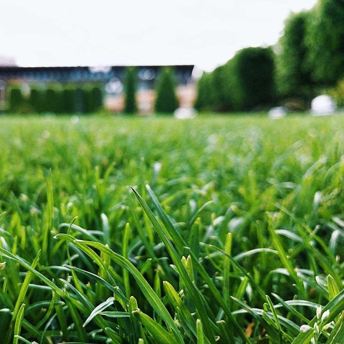 Turf grass close-up