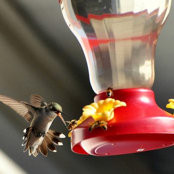bees around hummingbird feeder