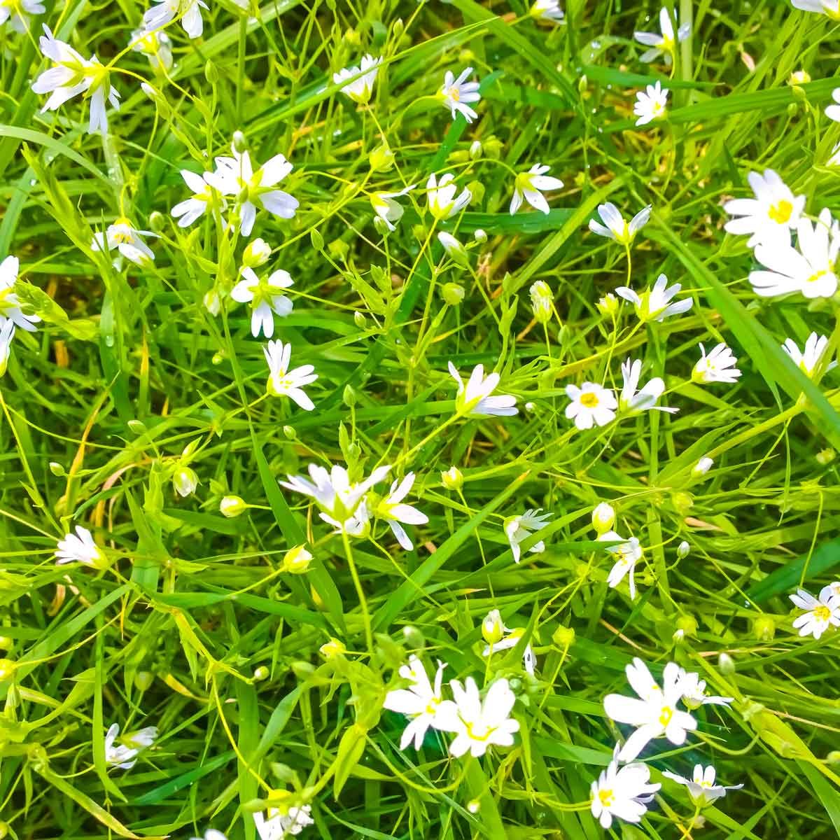 What is Chickweed and How Do I Get Rid of It? | The Family Handyman