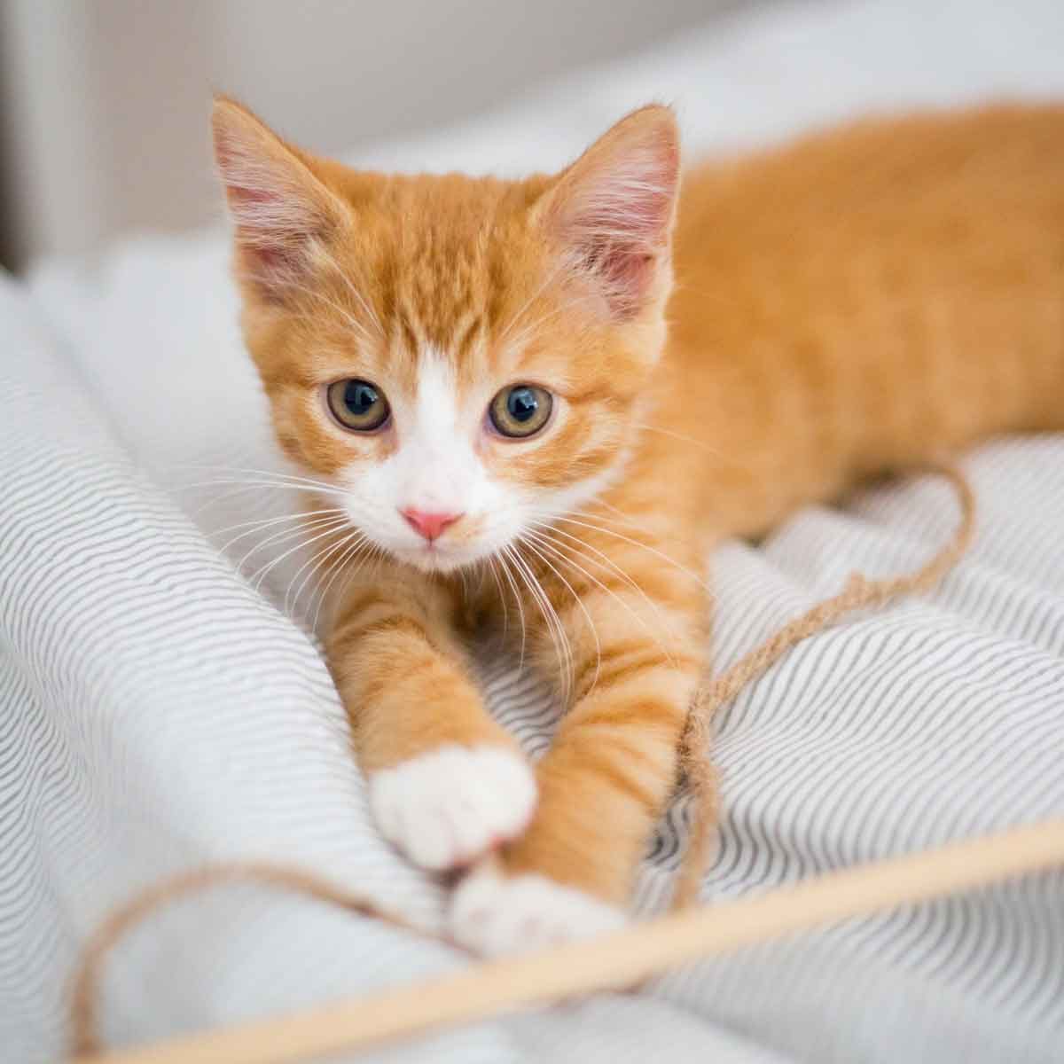 Diy Cat Toy Gettyimages 868495272
