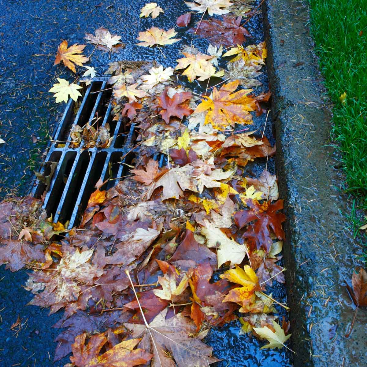Clear Bags of Fall Leaves with Moisture Inside by Curb with Yard