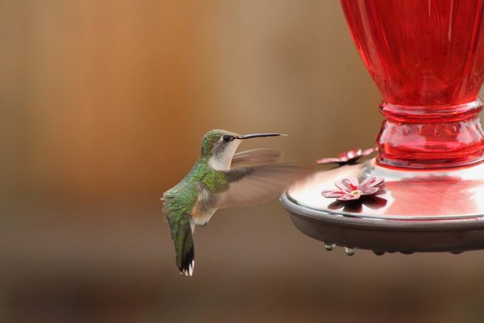 Ruby-throated hummingbird at a sugar water feeder