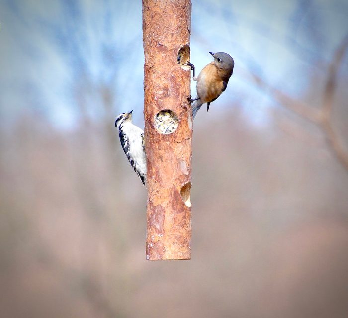 Downy woodpecker and bluebird on a log feeder