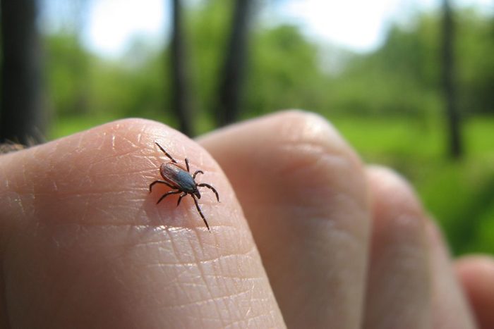 Tick insect on my hand