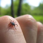 Here’s How to Keep Ticks Out of Your Home