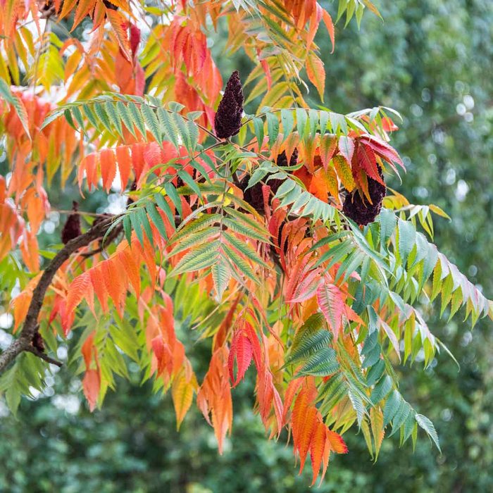 Staghorn Sumac Gettyimages 1279846436