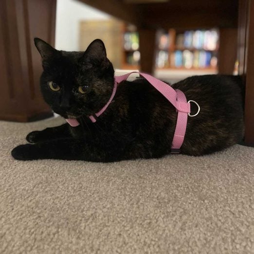 Black cat wearing a harness