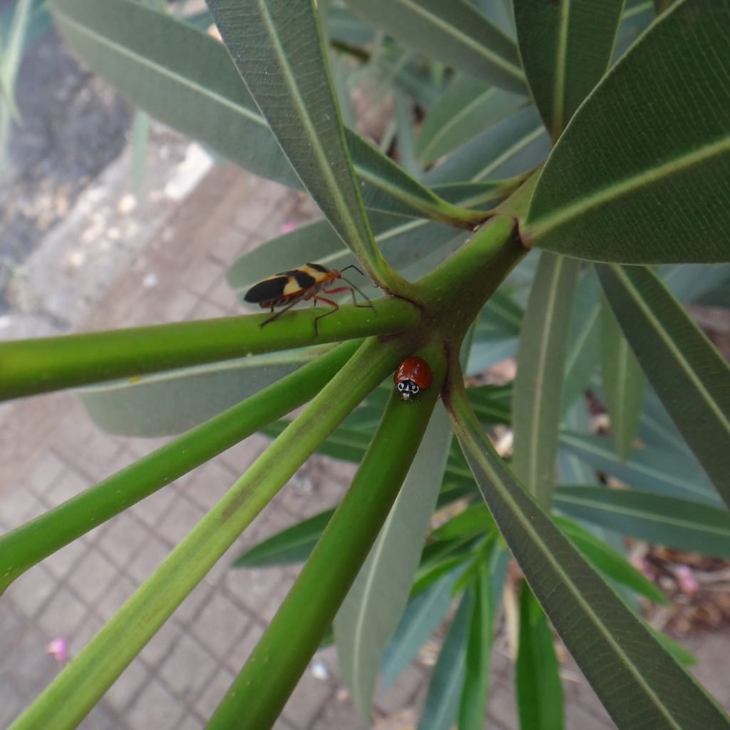 Boxelder bug and a ladybug