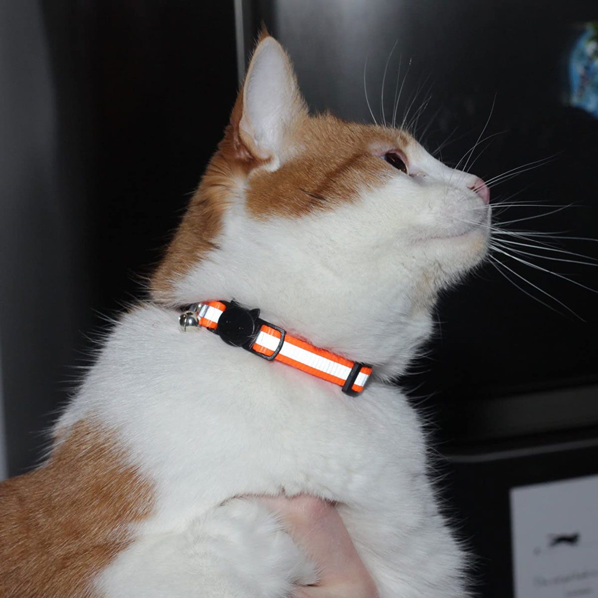 8 Best Cat Collars | The Family Handyman