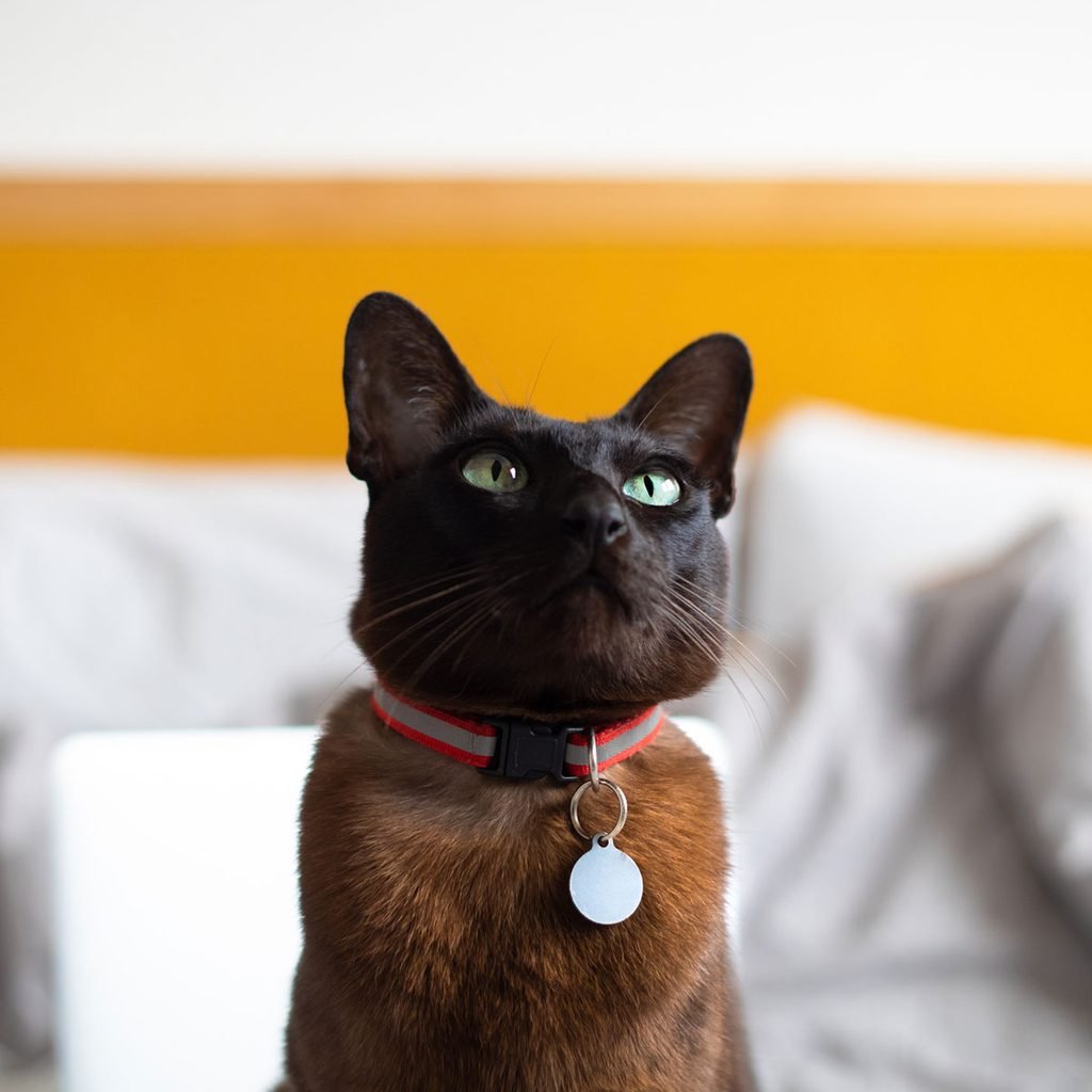 Cat wearing a collar