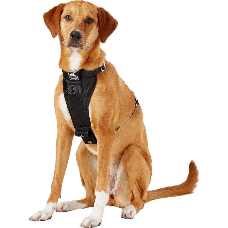 dog harness research