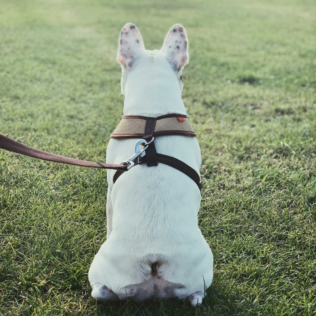 Dog Harness