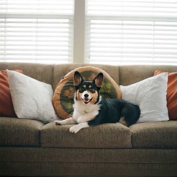 Dog on a couch
