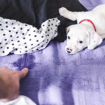 Puppy next to accident on a bed
