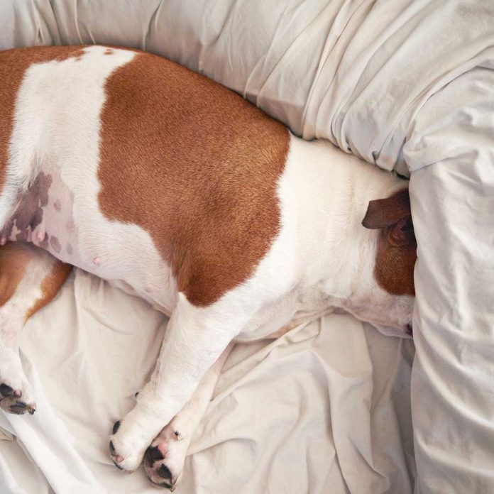 Dog sleeping in a dog bed