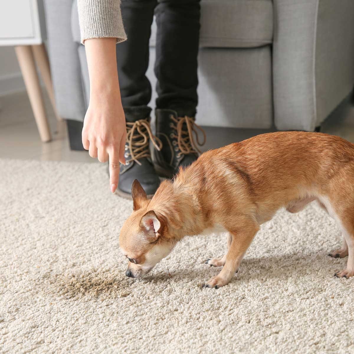 19 Best Products for Getting Pee Out of Carpet