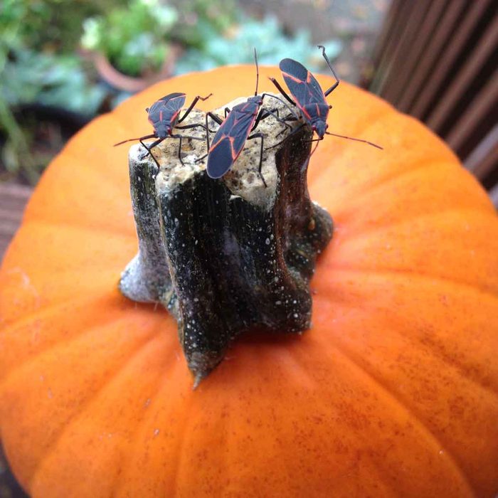 Box Elder Bugs On a Pumpkin