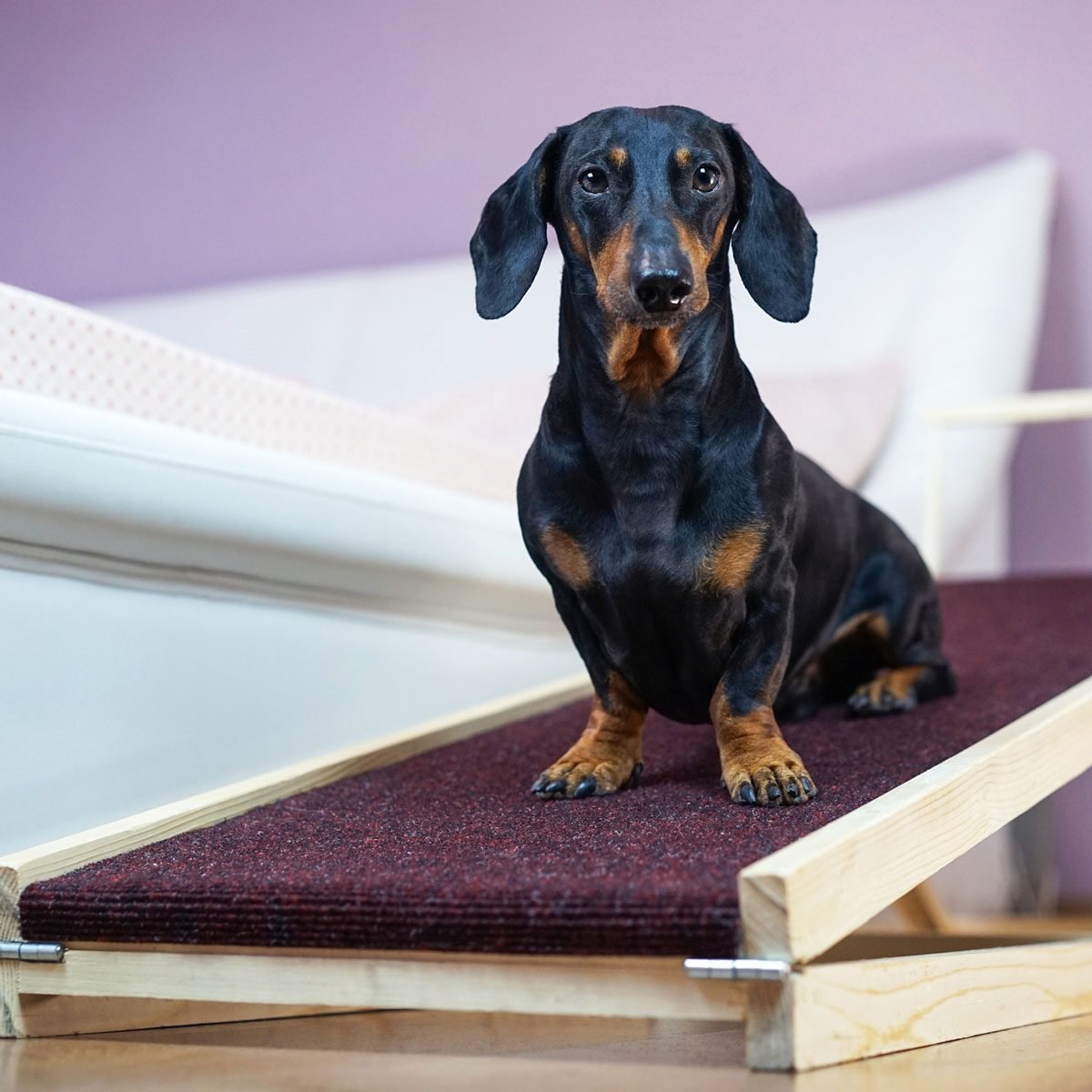 Dog on a pet ramp