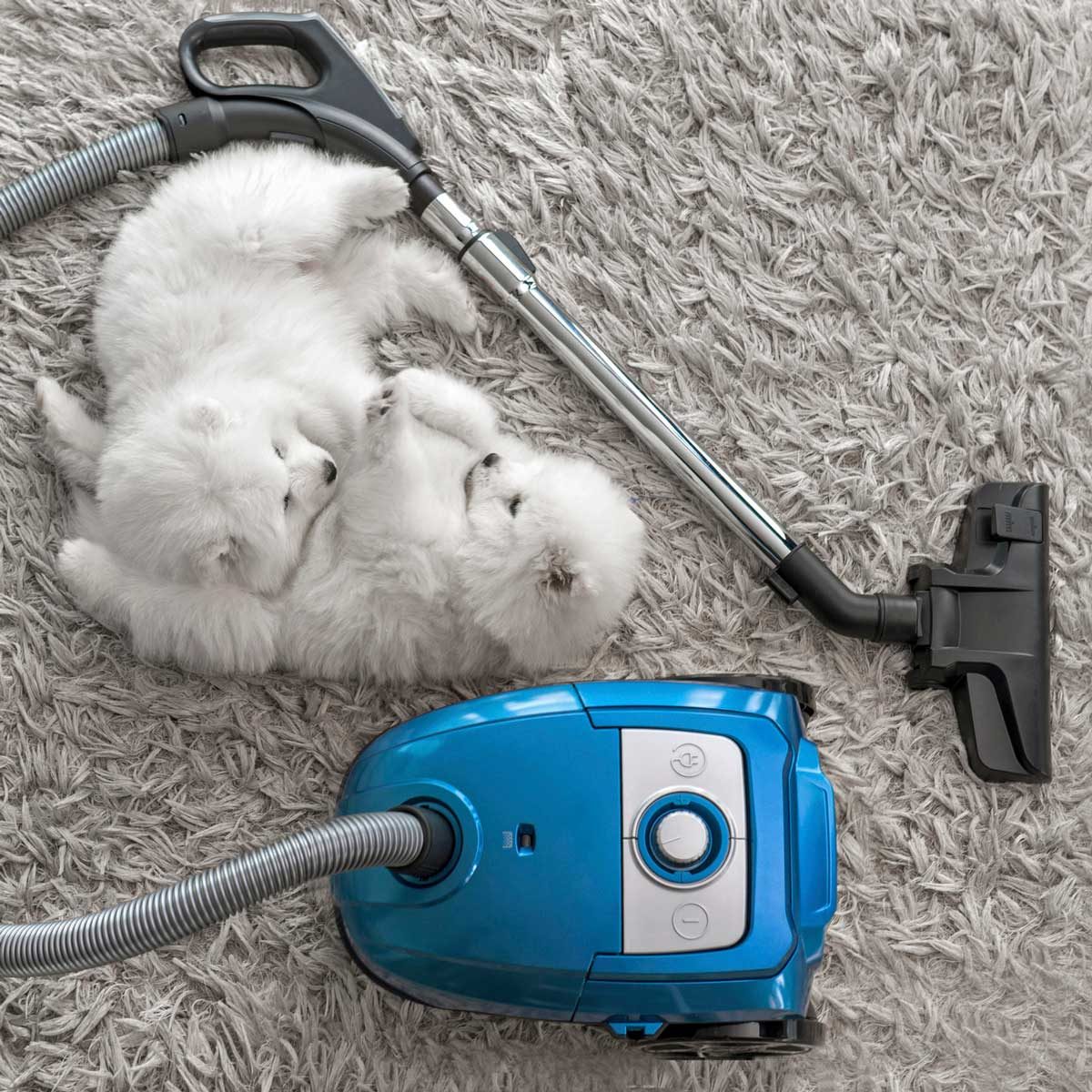Dogs laying near a vacuum