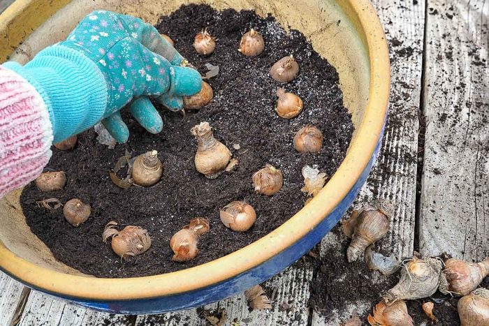 Planting Fall Bulbs