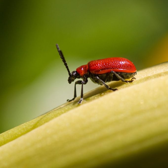 Scarlet lily leaf beetle