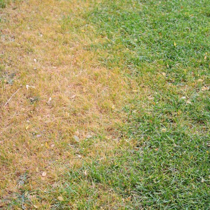 What Is Liquid Aeration for My Lawn? | The Family Handyman