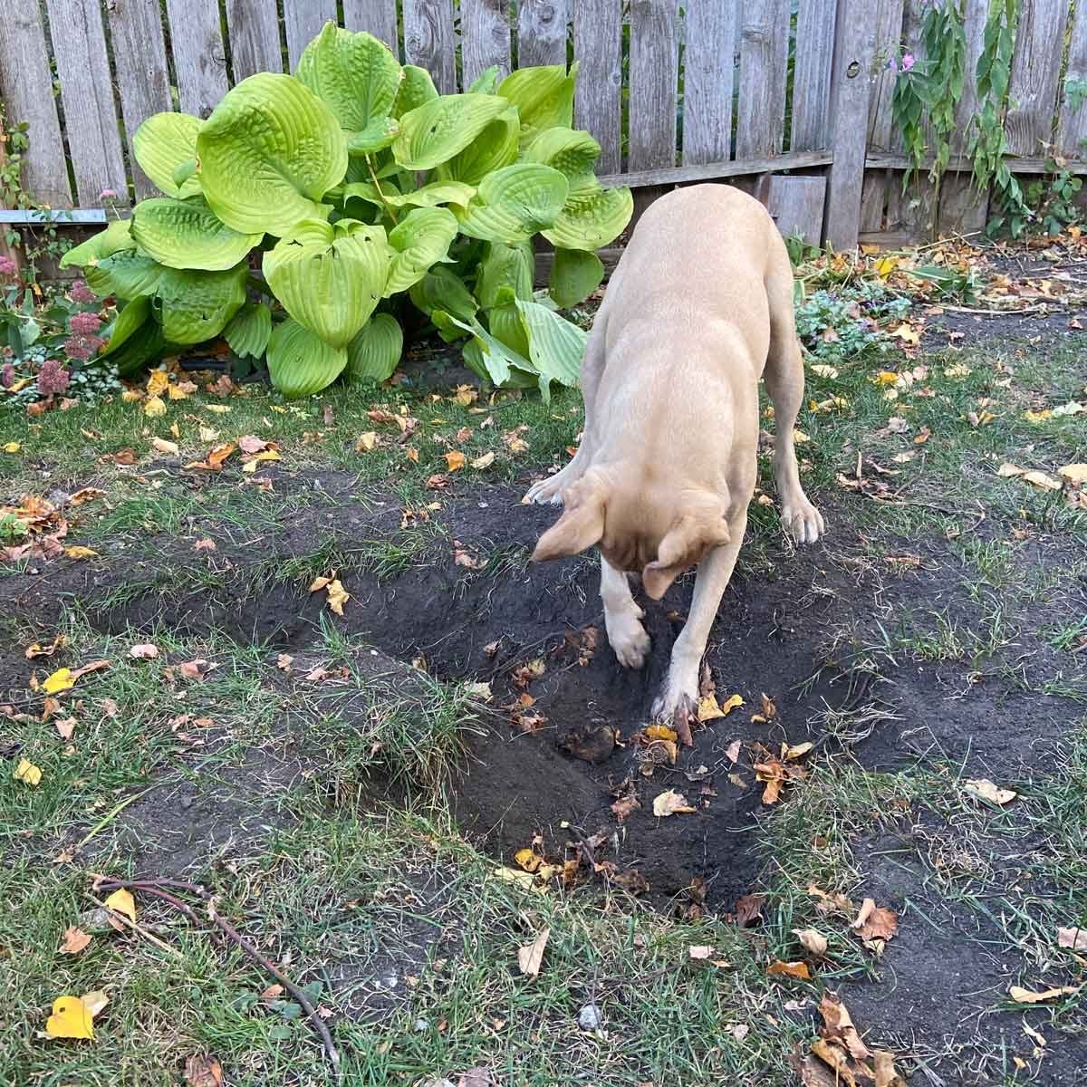 Filling Yard Holes Dug by Pets