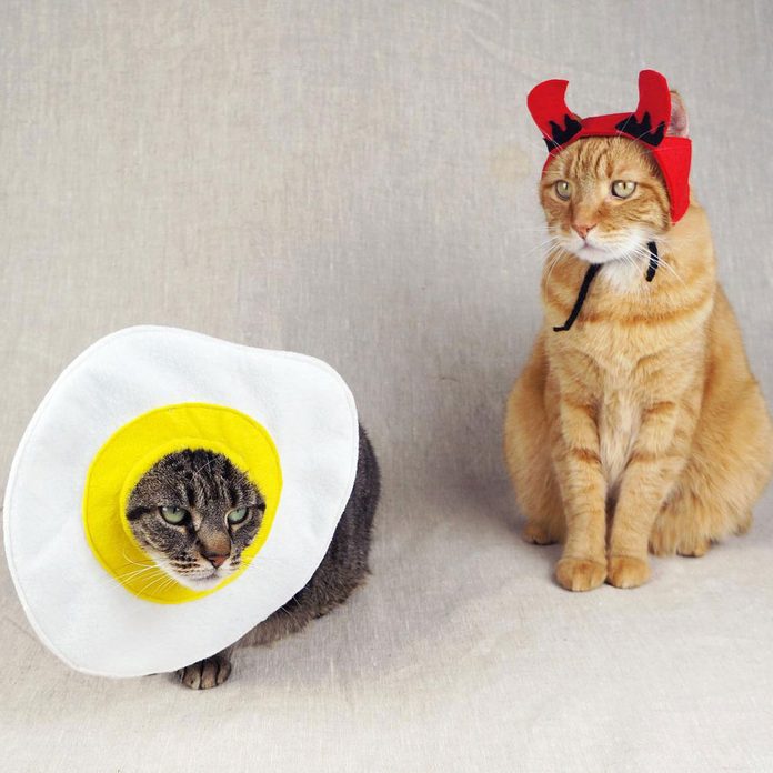 Deviled Egg cat costume