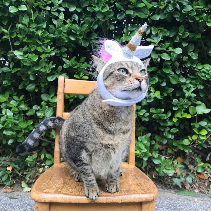 Unicorn cat costume