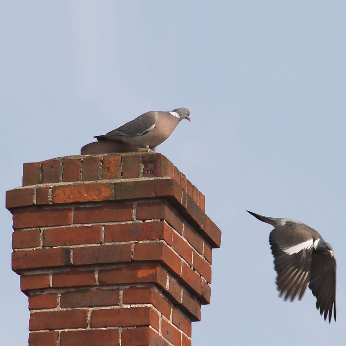 Birds flying out of a chimney